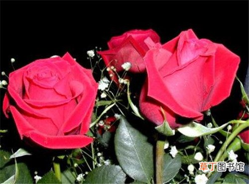 玫瑰花的含义是什么 玫瑰花适合送给什么人