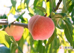 桃子产地在哪里桃子有哪些功效与作用