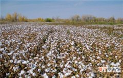 新疆棉花有哪些优点如何让棉花高产