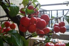 冬红果可以吃吗 怎么养护好冬红果