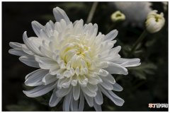 白菊花的功效与作用有哪些 白菊花有什么药用价值