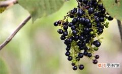 野葡萄有什么作用 野葡萄靠什么传播种子