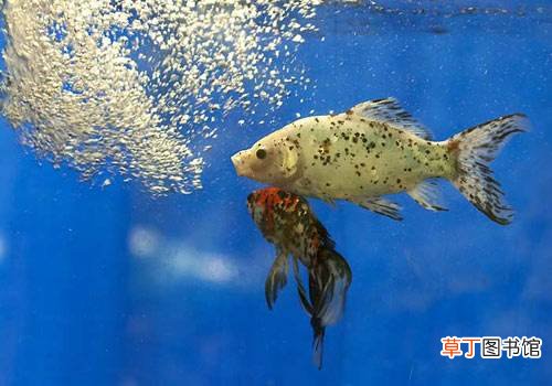 热带鱼养殖技巧 怎样才能养殖好热带鱼