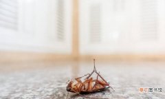 快速彻底消灭蟑螂的小妙招 蟑螂从哪里进家里的啊怎么办