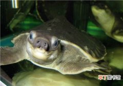 猪鼻龟怎么养 饲养猪鼻龟的5大注意事项