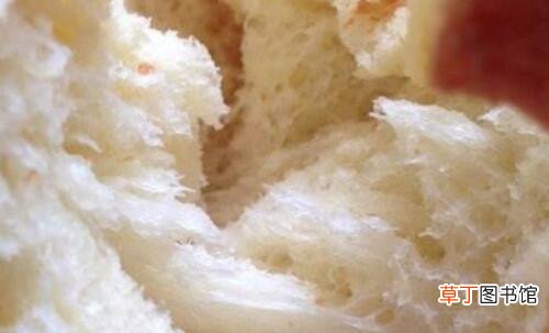 怎么用东菱面包机做面包东菱面包机哪个型号好