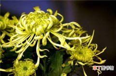 香菊如何种植 香菊种植的6个要点