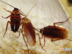 蟑螂繁殖速度到底有多快 快速消灭蟑螂的方法