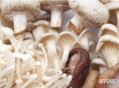蘑菇图片大全 常见的蘑菇种类有哪些