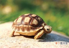 苏卡达陆龟如何饲养 饲养苏卡达陆龟的6个方法