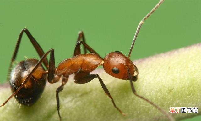 家里去除蚂蚁的3大绝招 怎样彻底消灭蚂蚁最有效