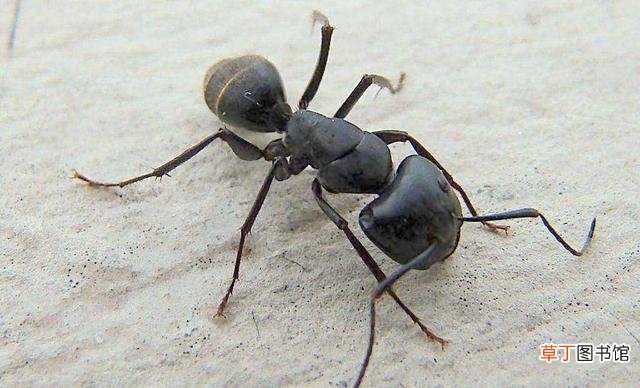 家里去除蚂蚁的3大绝招 怎样彻底消灭蚂蚁最有效