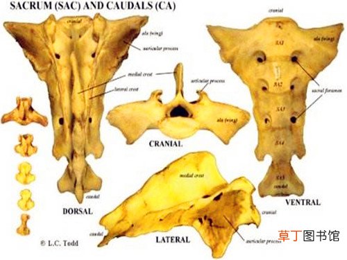尾龙骨在哪儿 尾龙骨解剖形态有哪些