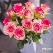 17朵玫瑰花的花语 如何挑选玫瑰花