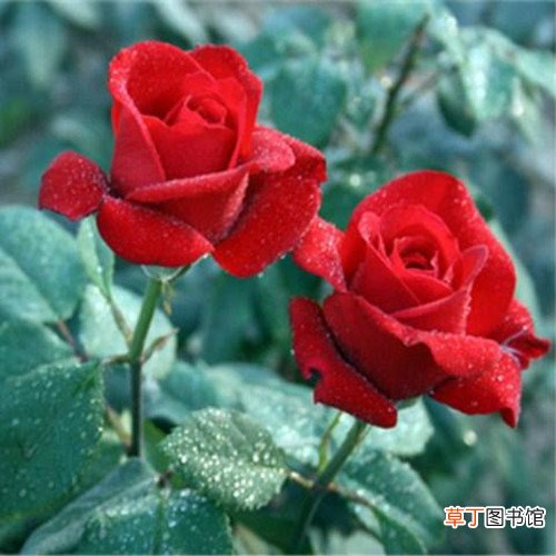17朵玫瑰花的花语 如何挑选玫瑰花