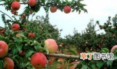 苹果的生长习性和形态特征的详细介绍 苹果的生长习性和形态特