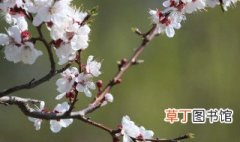 杏花生长习性及繁殖方法详解 杏花的生长习性和繁殖方法详解