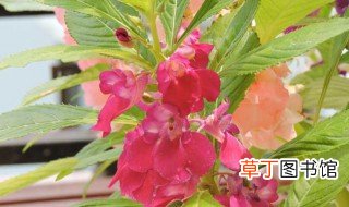 凤仙花的生长过程及种植方法 凤仙花的种植过程与方法