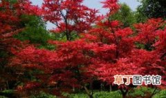 日本红枫的养殖方法和注意事项 日本红枫的养殖方法和注意事项