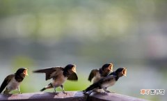 小燕子的正确喂食方法 燕子吃什么东西怎么喂养呢