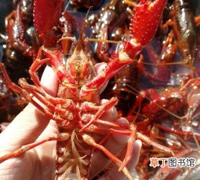 夏日必备的蒜香小龙虾做法 小龙虾的吃法及剥法步骤