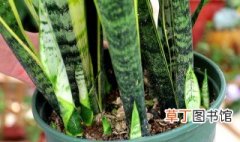 虎尾兰的繁殖方法 虎尾兰的繁殖方法介绍