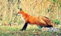 狐狸是草食动物肉食动物还是杂食动物 狐狸吃什么