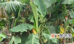 香蕉种植到收成几个月 当年种下当年能采收吗