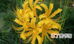 黄花石蒜的形态特征和生长习性的详细介绍 黄花石蒜的形态特征