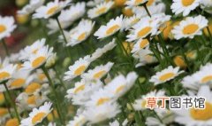 白晶菊的繁殖方法 白晶菊的繁殖方法是什么