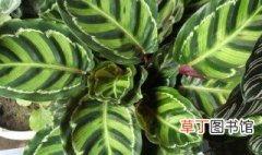 孔雀竹芋的繁殖方法 孔雀竹芋的繁殖方法介绍