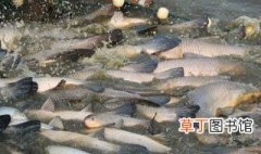 青鱼和草鱼养殖技术 青鱼和草鱼养殖技术介绍