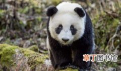 大熊猫几级保护动物 关于大熊猫几级保护动物介绍
