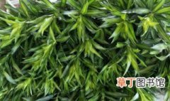 百合竹的繁殖方法 百合竹如何繁殖