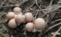 松茸菌正确保存方法 新鲜姬松茸多少人民币一斤