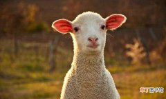 养羊的注意事项 羊的正常体温是多少°c