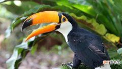 揭秘巨嘴鸟的嘴巴长度 世界上嘴巴最大的鸟类是什么