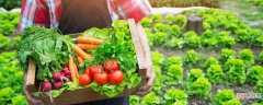 春季野菜怎么吃 推荐三种野菜健康吃法