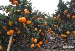 教你如何分辨橙子的好坏 橙子什么季节成熟上市