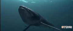 盘点地球上体型最大的5种生物 鲸鱼是世界上最大的动物吗