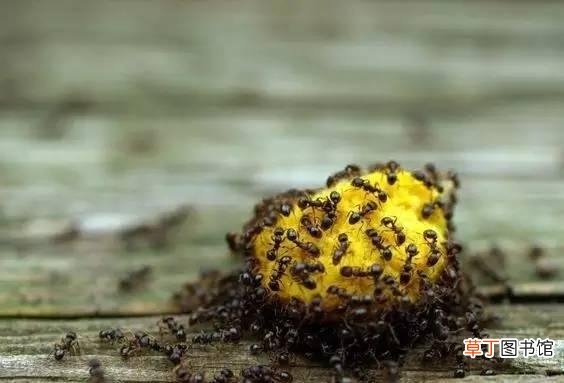消灭蚂蚁的实用技巧分享 盆栽里有蚂蚁怎么消除掉它