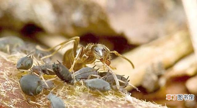 消灭蚂蚁的实用技巧分享 盆栽里有蚂蚁怎么消除掉它