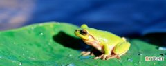 唱歌的青蛙告诉我们什么道理 唱歌的小青蛙启发