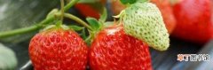 草莓种子播种时间和方法 草莓的播种季节是什么时候
