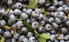食用蓝莓的功效及好处 蓝莓是酸性还是碱性