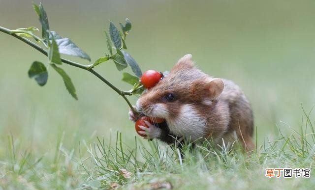 仓鼠最爱吃的食物排名 仓鼠可不可以吃花生吗