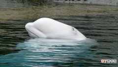 白鲸被称为海洋中的什么 白鲸是什么动物