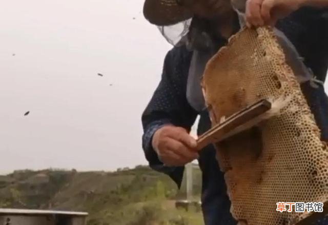 养蜂员3种驱赶蜜蜂的方法 赶走蜜蜂的简便小妙招