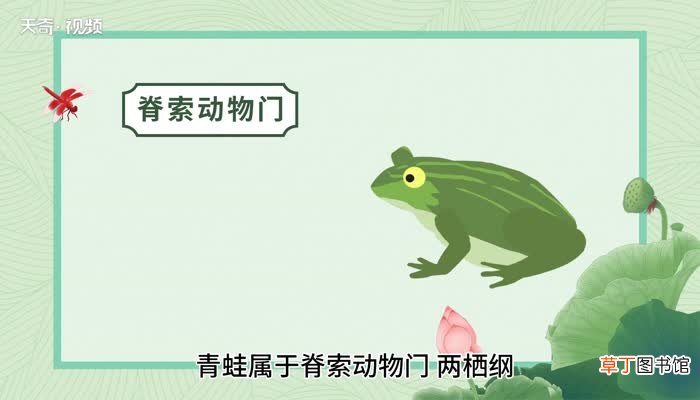 青蛙的意思 青蛙的意思是什么