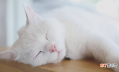 猫睡觉流口水正不正常 猫咪睡觉流口水是什么原因